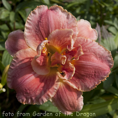 Hemerocallis Dorothy and Toto