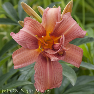 Hemerocallis Double Passion