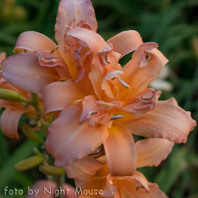 Hemerocallis Double Pompon