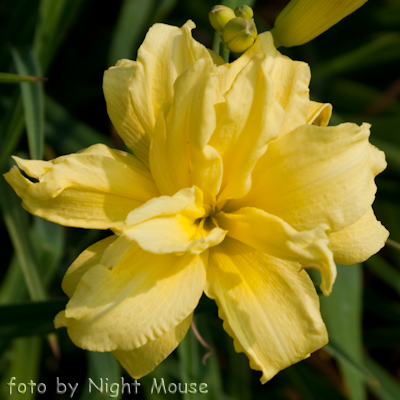 Hemerocallis Double Riverwye