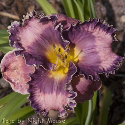 Hemerocallis Dual Treasures