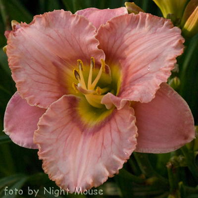 Hemerocallis Elegant Candy