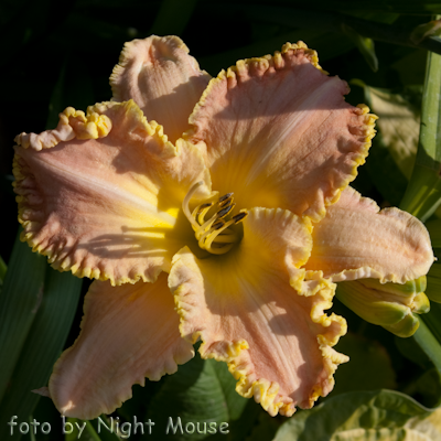 Hemerocallis Enchanted April