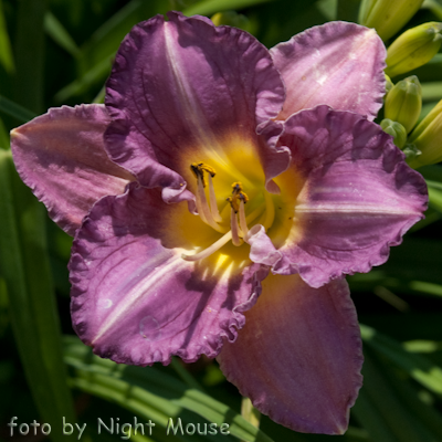 Hemerocallis Entrapment