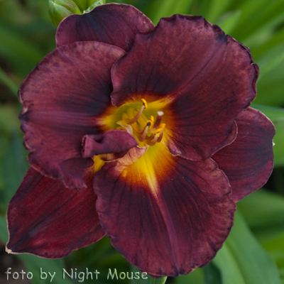 Hemerocallis Evening Enchantment