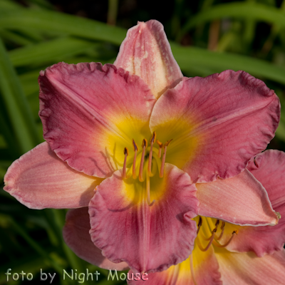 Hemerocallis Final Touch