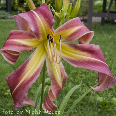 Hemerocallis Flamingo Flambeau