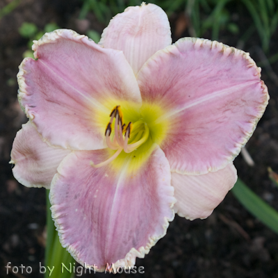 Hemerocallis Florida Snow Angel