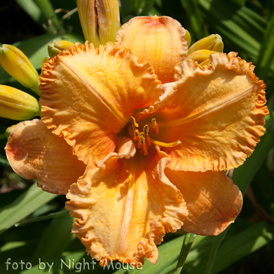 Hemerocallis Forsyth Wrinkles And Crinkles