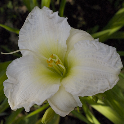 Hemerocallis Gentle Shepherd