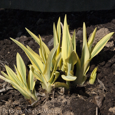 Hemerocallis Golden Zebra