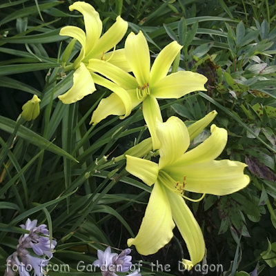 Hemerocallis Green Dragon