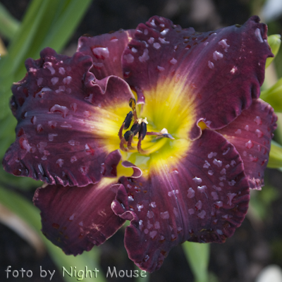 Hemerocallis Hawaiian Nights