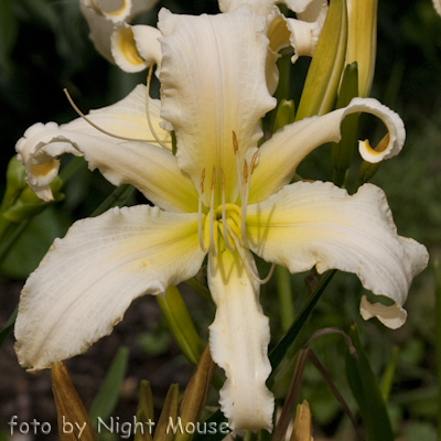 Hemerocallis Heavenly Angel Ice