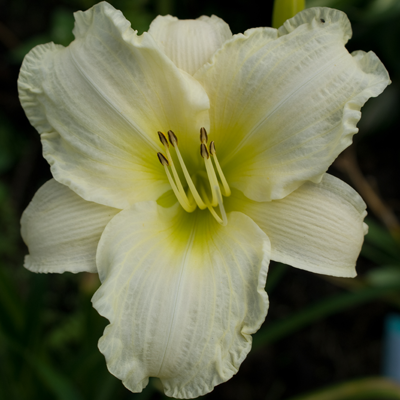 Hemerocallis Heidi Eidelweiss