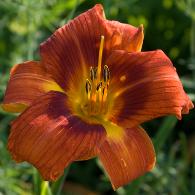 Hemerocallis Holiday Delight