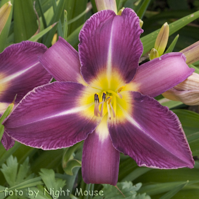 Hemerocallis Imperial Splendor