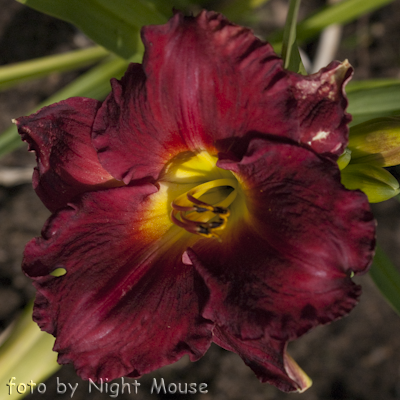 Hemerocallis Jovial