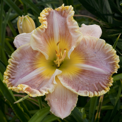 Hemerocallis Judy Farquhar