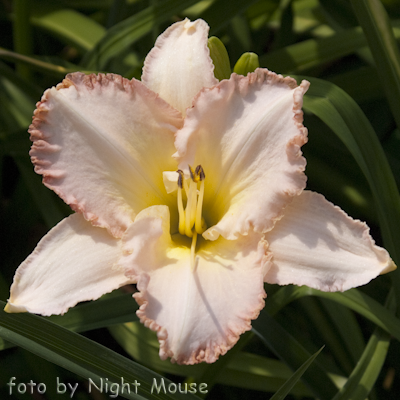 Hemerocallis Julianna Lynn