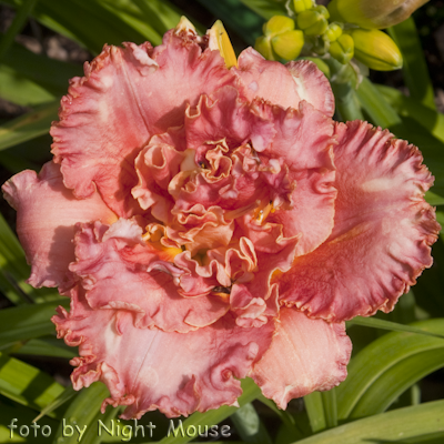 Hemerocallis Kay Day