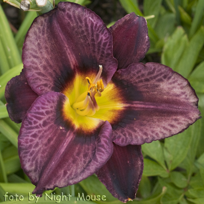 Hemerocallis Killer