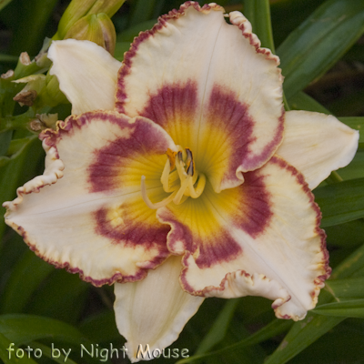 Hemerocallis Lady Betty Fretz