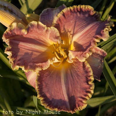 Hemerocallis Light Years Away