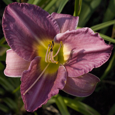 Hemerocallis Maharanee`s Veil