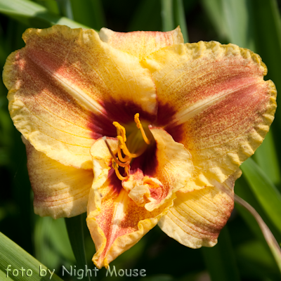 Hemerocallis Mark`s Bouquet