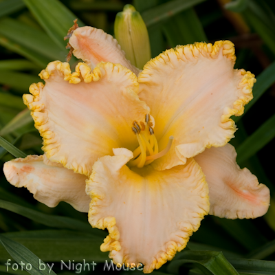 Hemerocallis Moon Music