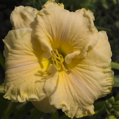 Hemerocallis Moon Over Monteray