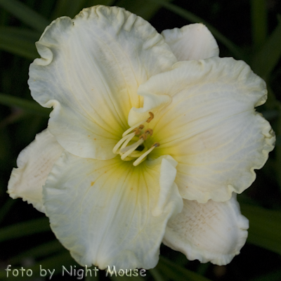 Hemerocallis Moonlight Caress