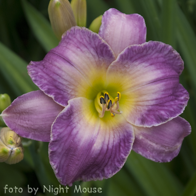 Hemerocallis Moroccan Sunrise