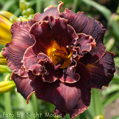 Hemerocallis Night Embers