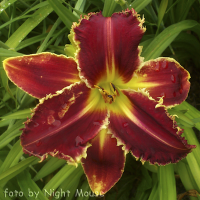 Hemerocallis Nina Verhaert