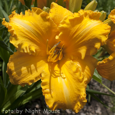 Hemerocallis Olympic Showcase