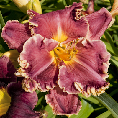 Hemerocallis Out of This World