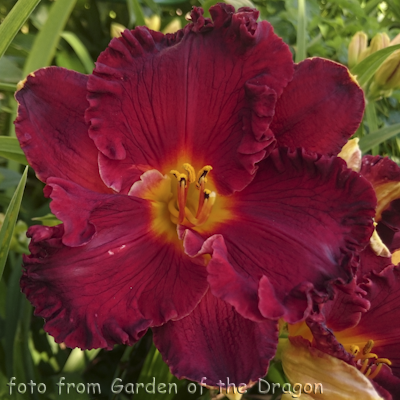 Hemerocallis Paint the Town Red