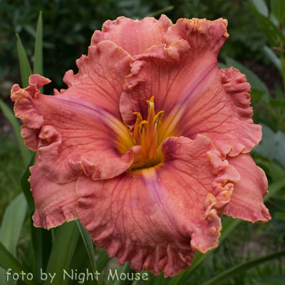 Hemerocallis Renie`s Delight