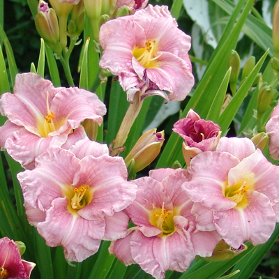 Hemerocallis Romantic Rose