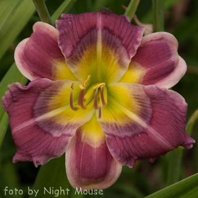 Hemerocallis Rosabelle van Valkenburgh