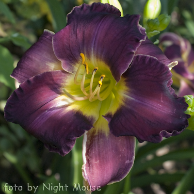 Hemerocallis Royal Prestige