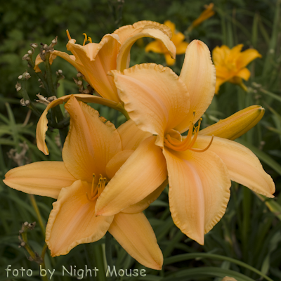 Hemerocallis Ruffled Apricot