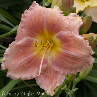 Hemerocallis Seal of Approval