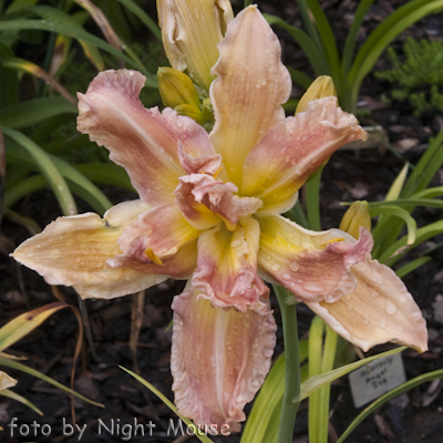 Hemerocallis Sebastian the Crab