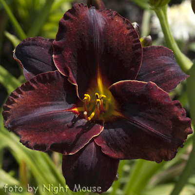 Hemerocallis Serena Dark Hors