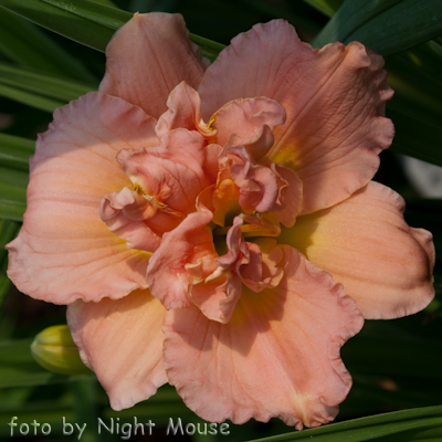 Hemerocallis Siloam Double Classic