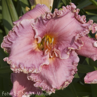 Hemerocallis Sister of Praise