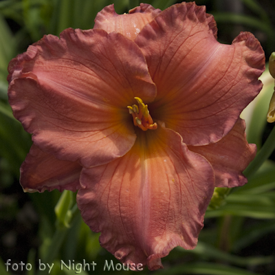 Hemerocallis Smoky Mountain Autumn